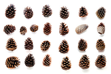 Collection of small pinecones isolated on white background