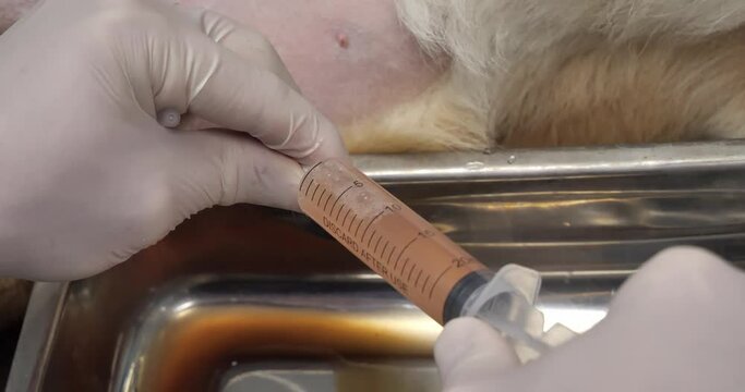 The veterinarian uses a syringe to drain the urine through a urinary catheter. A dog with a urinary catheter inserted into the urethra is having its bladder emptied at the veterinary clinic.