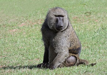 an olive baboon sitting in the grass in a forest on safari in maasai mara, kenya, east africa
