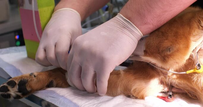 The veterinarian connects the system to a catheter on the dog's leg to administer an IV. A seriously ill dog in a veterinary clinic on an intravenous drip with medicine. Concept of an IV in a dog.