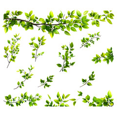 Collection of branch with leaves isolated on white background