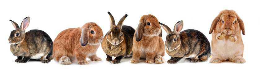 rabbit isolated on a white background