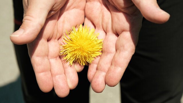 A person is holding a yellow flower in their hands - Powered by Adobe