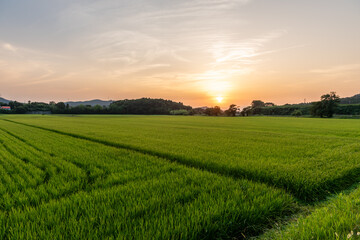Beautiful sunset over the rice fields. Shiga Prefecture, Japan.