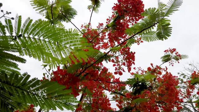 Tree with bright red flowers against sky background, closeup