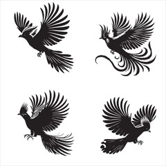 Obraz premium Turkey Vulture flying and searching for food isolated on white background 