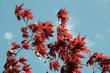 A tree with red leaves is in front of a blue sky