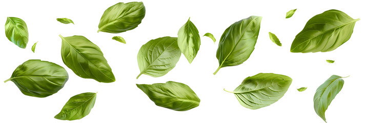 Falling basil leaves isolated on white background
