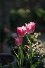 pink tulips in garden