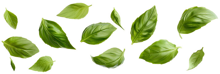 Falling basil leaves isolated on white background
