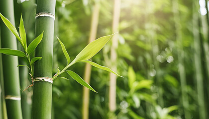 Close-up of bamboo forest trees with green leaves. Spring or summer time. Beautiful nature.