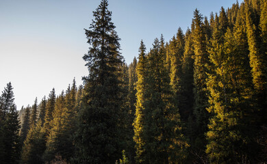 Autumn landscape in the mountains with tall firs. Natural background. Atmospheric green forest with firs in mountains. Mountain woodland.