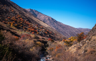 Obraz premium Beautiful autumn afternoon in mountains. Trees on the edge of a hill in fall colors. Wonderful countryside on a sunny weather in evening.