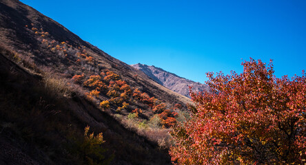 Obraz premium Beautiful autumn landscape with trees. Colorful foliage in the park. Natural background. Autumn coloured trees.