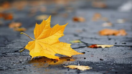 A yellow leaf that has fallen during autumn