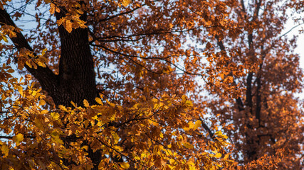 Obraz premium Beautiful autumn landscape with trees. Colorful foliage in the park. Natural background. Autumn coloured trees.
