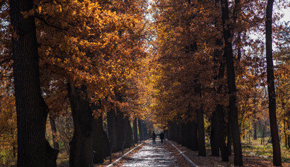 Beautiful alley in the park with colorful trees and sunlight. autumn natural background. Autumn...