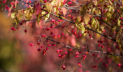 Beautiful autumn landscape with trees and sun. Colorful foliage in the park. Natural background with back light from the setting sun.