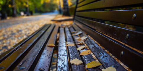 Fall background. Autumn in the park. Yellow leaves on the bench close-up. Autumn leaves on wood planks bench over outdoor natural background.