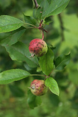 Apple scab caused by Venturia inaequalis on green and red Gala apple on tree in the orchard. Malus domestica