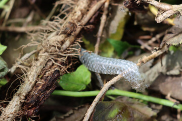 Naklejka premium Close-up of snake skin lying in the meadow after a snake has shed it
