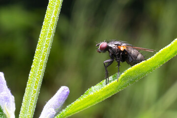 Close-up of Dinera Ferina, a parasitic fly belonging to the Tachinidae family
