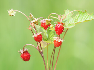 Wild strawberry with ripe red fruit, Fragaria vesca