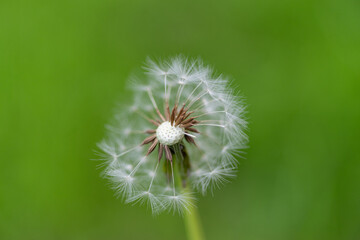 少し欠けたタンポポの綿毛