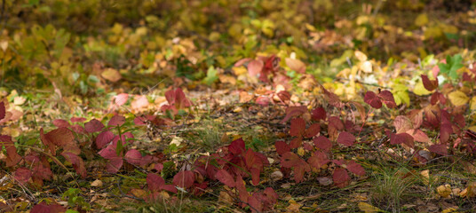 Autumn forest nature. Bright morning in a colorful forest with sunbeams through the branches of trees. Landscape of nature with sunlight. Fallen leaves. Light and shadow.