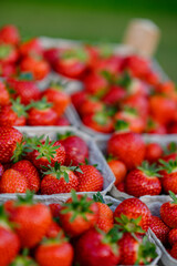 Bright red strawberries filled in wooden crate, sorted in small cardboard cartons. Fresh, juicy strawberries, ready for sale or consumption.