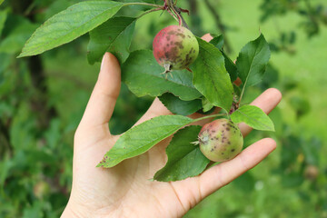 Farmer’s hand holding apple branch with apples with Apple scab fungal disease. Apple scab caused...