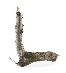 Old dry tree branch isolated on white