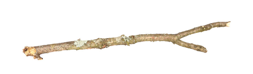 One dry tree branch isolated on white