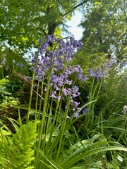 Obraz premium Beautiful hyacinthoides flowers growing in botanical garden