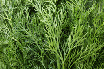 Sprigs of fresh dill as background, above view