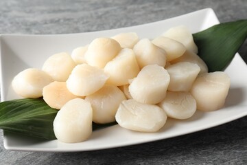 Fresh raw scallops on grey table, closeup