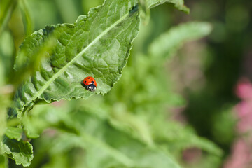 ladybug perching on the plant leaf close-up