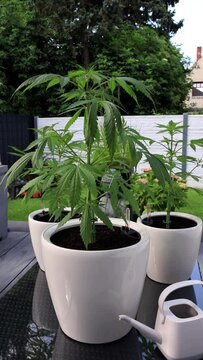 Video Marihuana Cannabis 9x16 Hochformat, Aufzucht zuhause im Garten