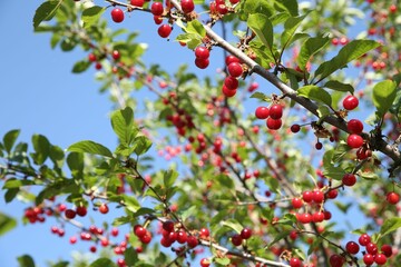 Cherry tree with ripe red berries against blue sky outdoors, low angle view