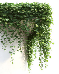 Ivy plants hanging down from the building