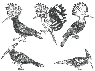 Hand drawn of Hoopoe bird from different angle views in engraving black and white style illustration © ngupakarti