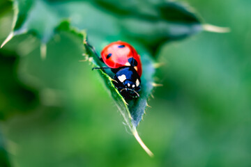 Ladybug on a thistle, little round beetle, red with black spots, coccinella, coccinellidae