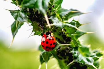 Ladybug on a thistle, little round beetle, red with black spots, coccinella, coccinellidae