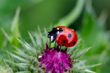 Ladybug on a thistle, little round beetle, red with black spots, coccinella, coccinellidae
