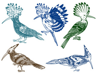 Hand drawn of Hoopoe bird from different angle views in engraving colorful style illustration © ngupakarti