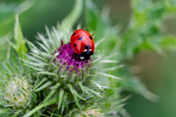 Fototapeta premium Ladybug on a thistle, little round beetle, red with black spots, coccinella, coccinellidae