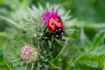 Ladybug on a thistle, little round beetle, red with black spots, coccinella, coccinellidae