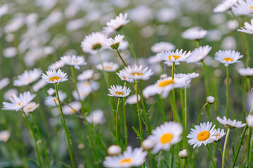 A field of white daisies with yellow centers. The flowers are scattered throughout the field, with some closer to the foreground and others further back. The scene is peaceful and serene.