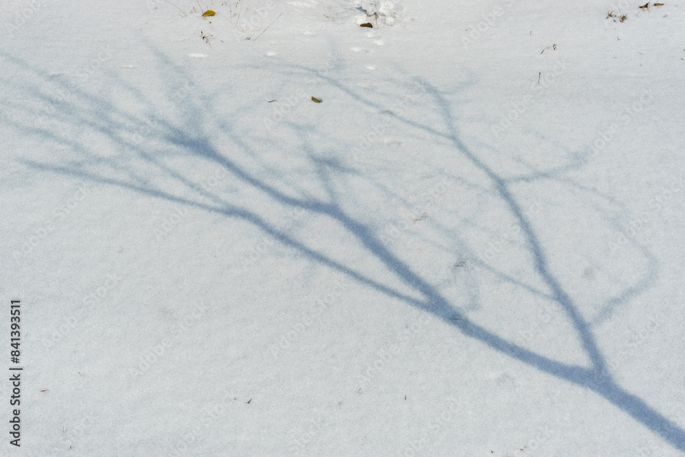 Wall mural the shadows of trees in the snow