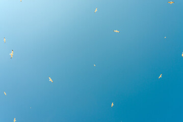Multitude of seagulls flying with open wings with perfect blue sky on the background. Useful for concepts like liberty, fly or freedom.